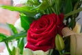 Beautiful red rose flower background with green leaves Royalty Free Stock Photo