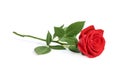 Beautiful red rose flower Royalty Free Stock Photo