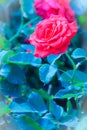 Beautiful Red Rose flower blooming on a bush in rose garden Royalty Free Stock Photo