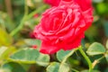 Beautiful Red Rose flower blooming on a bush in rose garden Royalty Free Stock Photo