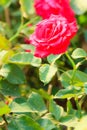 Beautiful Red Rose flower blooming on a bush in rose garden Royalty Free Stock Photo