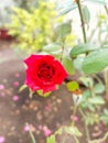 Beautiful red rose flower blooming in garden, nature photography, natural gardening background, floral wallpaper Royalty Free Stock Photo