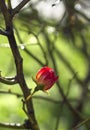 Beautiful red rose flower and bokeh on a sunny warm day Royalty Free Stock Photo