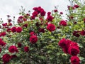 Beautiful red rose flower Royalty Free Stock Photo