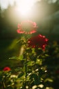 Beautiful red rose flower close-up blooming on bush in the sunset garden Royalty Free Stock Photo