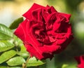 Beautiful red rose flower. Royalty Free Stock Photo
