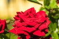 Beautiful red rose flower. Royalty Free Stock Photo