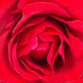 Beautiful red rose flower close up Royalty Free Stock Photo