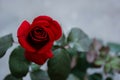 beautiful red rose flower closeup. flower Vintage filter effects Royalty Free Stock Photo