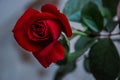 Beautiful red rose flower close-up. flower  Vintage filter effects Royalty Free Stock Photo