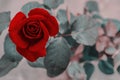 beautiful red rose flower closeup. flower Vintage filter effects Royalty Free Stock Photo