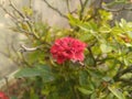 Beautiful Red Rose Flower Closeup Royalty Free Stock Photo