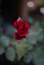 Beautiful Red Rose Flower Closeup with a Dark Background Royalty Free Stock Photo
