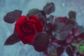 Beautiful red rose flower closeup. flower Vintage filter effects Royalty Free Stock Photo