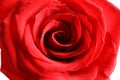 Beautiful red rose flower Royalty Free Stock Photo
