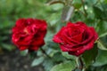 Beautiful red rose flower with dew drops in garden, closeup. Space for text Royalty Free Stock Photo