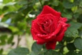 Beautiful red rose flower with dew drops in garden. Space for text Royalty Free Stock Photo