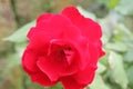 Beautiful red rose flower garden Royalty Free Stock Photo