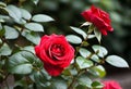 A beautiful red rose flower in the garden Royalty Free Stock Photo