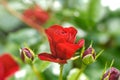 Beautiful red rose flower in garden - close up Royalty Free Stock Photo