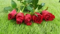 Beautiful red rose flower on green grass for valentines day or wedding Royalty Free Stock Photo