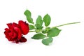 Beautiful red rose flower with green leaves for valentines day isolated on white background Royalty Free Stock Photo