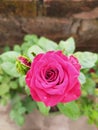 Beautiful red rose flower in a home garden Royalty Free Stock Photo