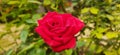 This is a beautiful red rose flower of India. Royalty Free Stock Photo