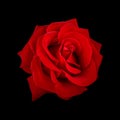 beautiful red rose flower isolated on black background. for design invitations Royalty Free Stock Photo
