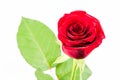Beautiful red rose flower isolated on white background Royalty Free Stock Photo
