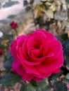 Beautiful red rose flower jpg image photo background wallpaper design