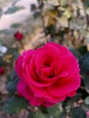 Beautiful red rose flower jpg image photo background wallpaper design