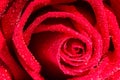 Beautiful red rose flower with layered petals background Royalty Free Stock Photo