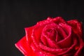 Beautiful red rose flower with layered petals black background Royalty Free Stock Photo