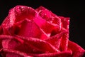 Beautiful red rose flower with layered petals black background Royalty Free Stock Photo