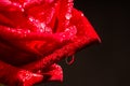 Beautiful red rose flower with layered petals dark background