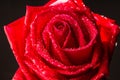 Beautiful red rose flower with layered petals black background Royalty Free Stock Photo