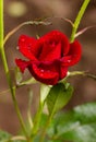 Beautiful red rose flower after rain with water drops on petals Royalty Free Stock Photo