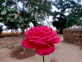 Beautiful red rose flower with soft focus. High quality photo Royalty Free Stock Photo