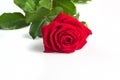 Beautiful Red Rose Flower with stem Isolated on White background. Concept for 8 march wedding with copy space