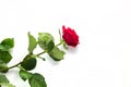 Beautiful Red Rose Flower with stem Isolated on White background. Concept for 8 march wedding with copy space