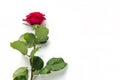 Beautiful Red Rose Flower with stem Isolated on White background. Concept for 8 march wedding with copy space