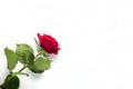 Beautiful Red Rose Flower with stem Isolated on White background. Concept for 8 march wedding with copy space Royalty Free Stock Photo