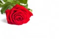 Beautiful Red Rose Flower with stem Isolated on White background. Concept for 8 march wedding with copy space