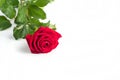 Beautiful Red Rose Flower with stem Isolated on White background. Concept for 8 march wedding with copy space Royalty Free Stock Photo