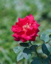 Beautiful red rose flower on a sunny day. Royalty Free Stock Photo