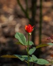 Beautiful red rose flower on a sunny day. Royalty Free Stock Photo