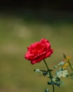 Beautiful red rose flower on a sunny day. Royalty Free Stock Photo