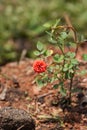 Beautiful red rose flower on a sunny day.