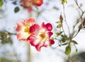 Beautiful red rose flower on a sunny warm day